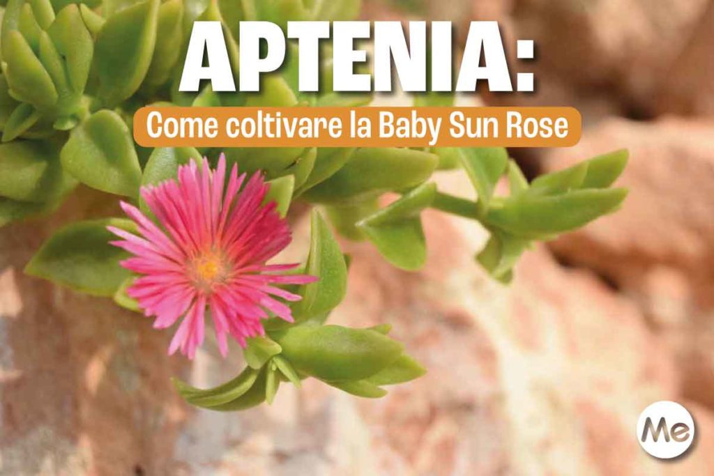 aptenia 3.jpg