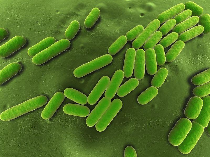 bacillus m.jpg