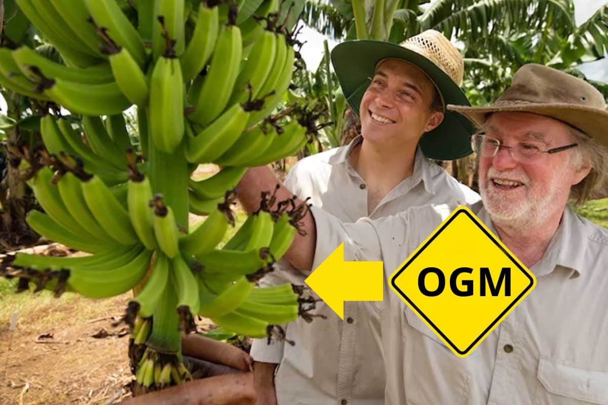 OGM: questa è la prima banana geneticamente modificata approvata per il consumo umano 1 banana OGM australia.jpg