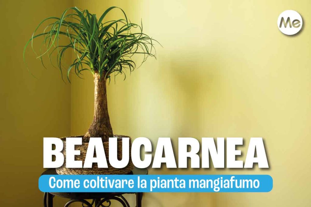 beaucarnea 4.jpg