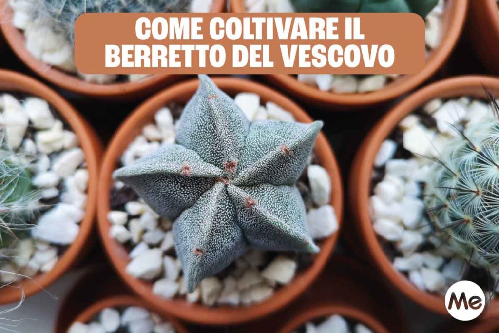 berretto del vescovo 2.jpg