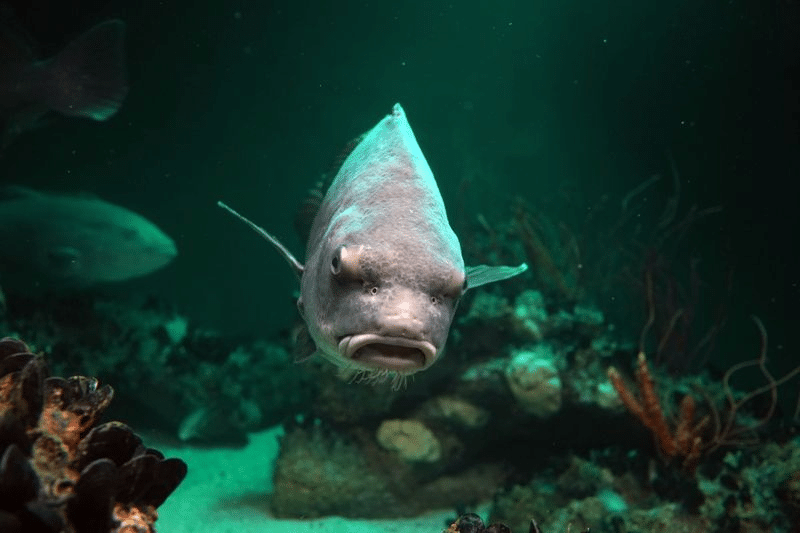 black drum fish m.png