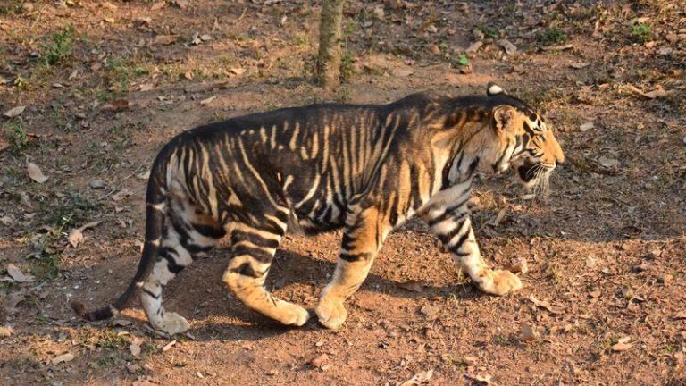 black tiger m.jpg