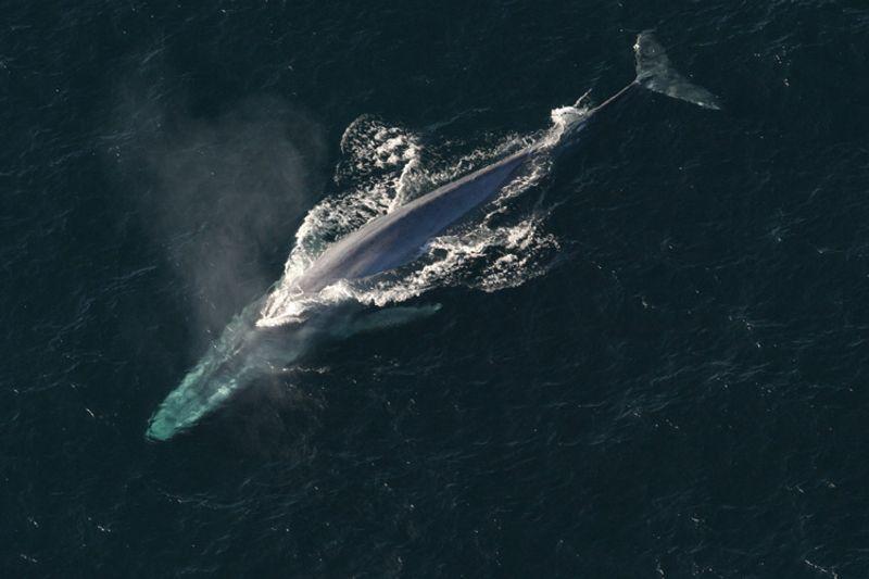 Le balene blu dell’Atlantico nord si incrociano con le balenottere comuni: un cocktail genetico sorprendente 1 bluey m.jpg
