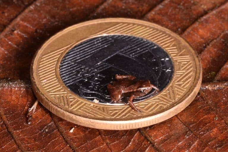 brachycephalus pulex on a coin m.jpg