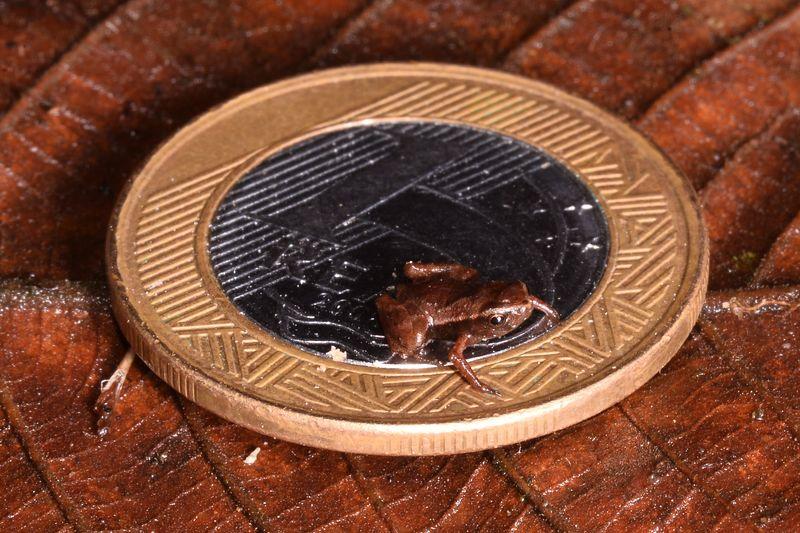brachycephalus pulex on a coin m.jpg
