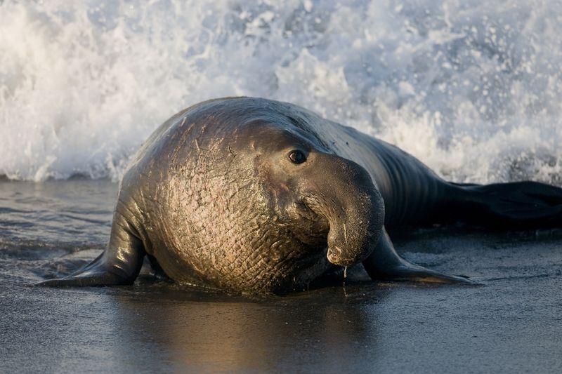 bull elephant seal m.jpg