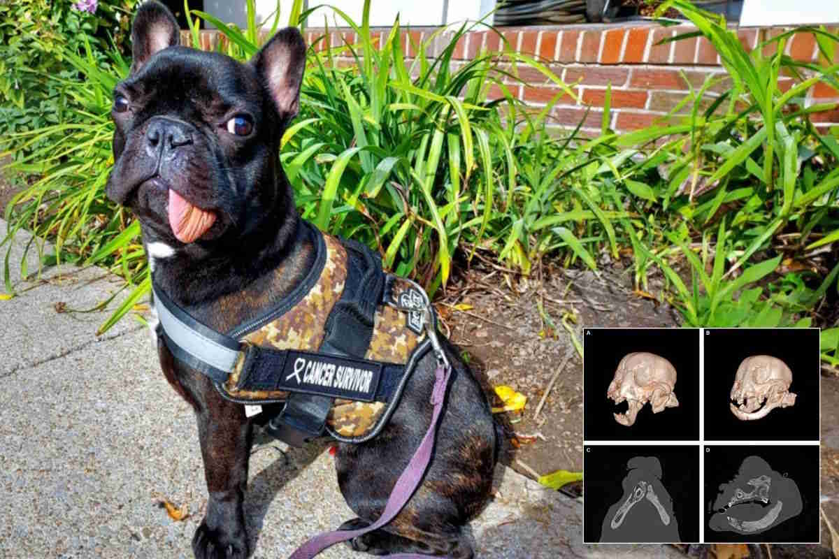 bulldog 2.jpg