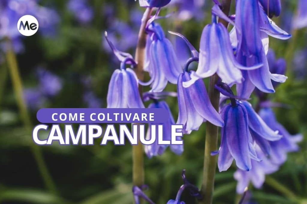campanule.jpg