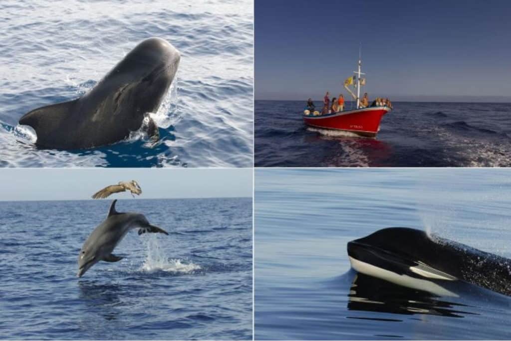 canarie cetacei.jpg
