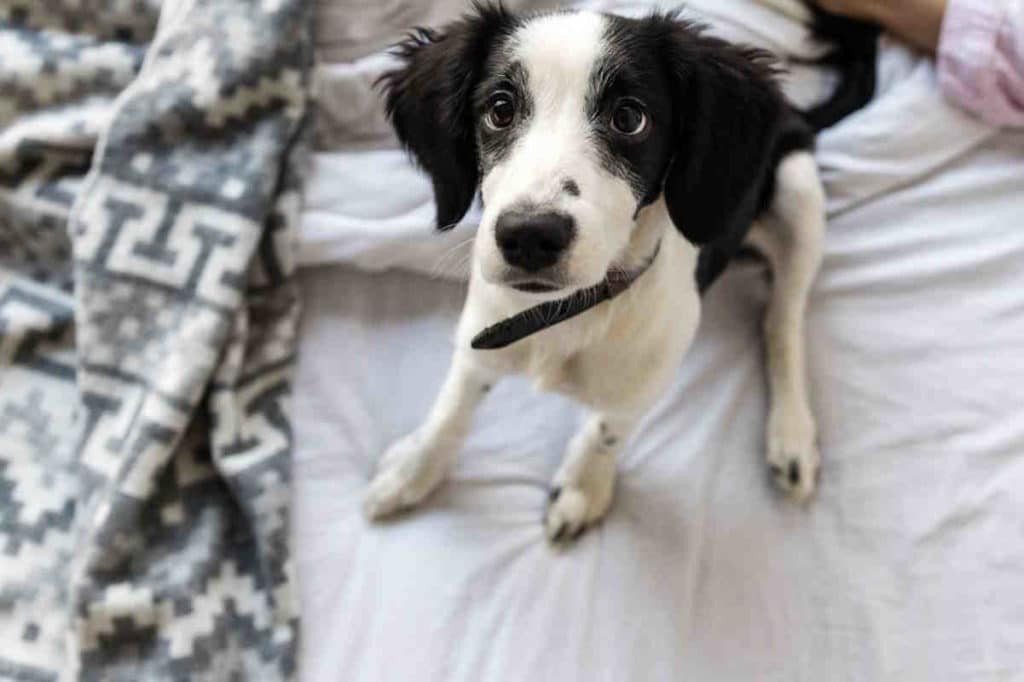 cane letto.jpg
