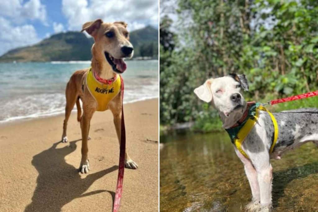 cani hawaii.jpg
