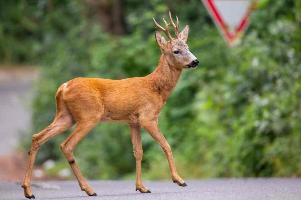 capriolo attraversamento.jpg