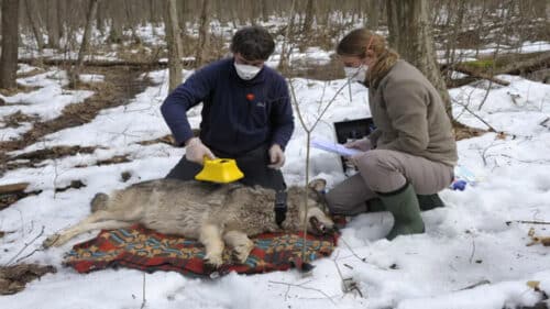 christoph barbara promberger carnivore experts 76203405 1 500x281.jpg