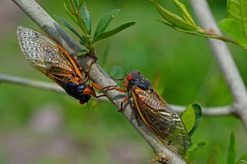 cicadas brood x m.jpg