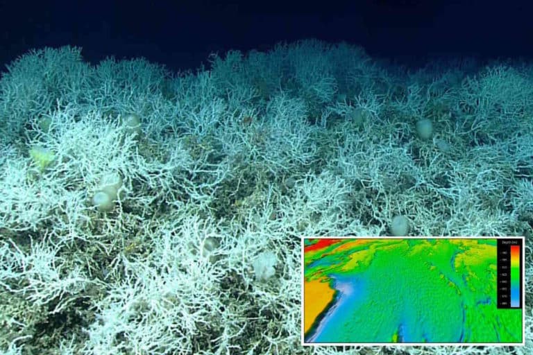 coralli USA.jpg