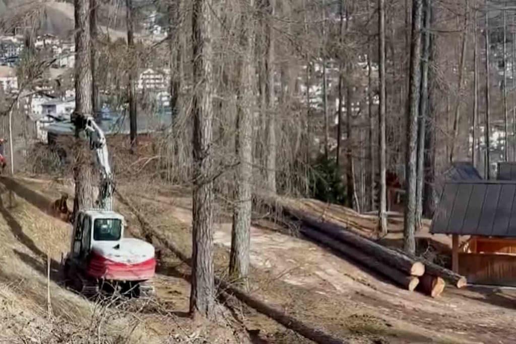 cortina larici.jpg