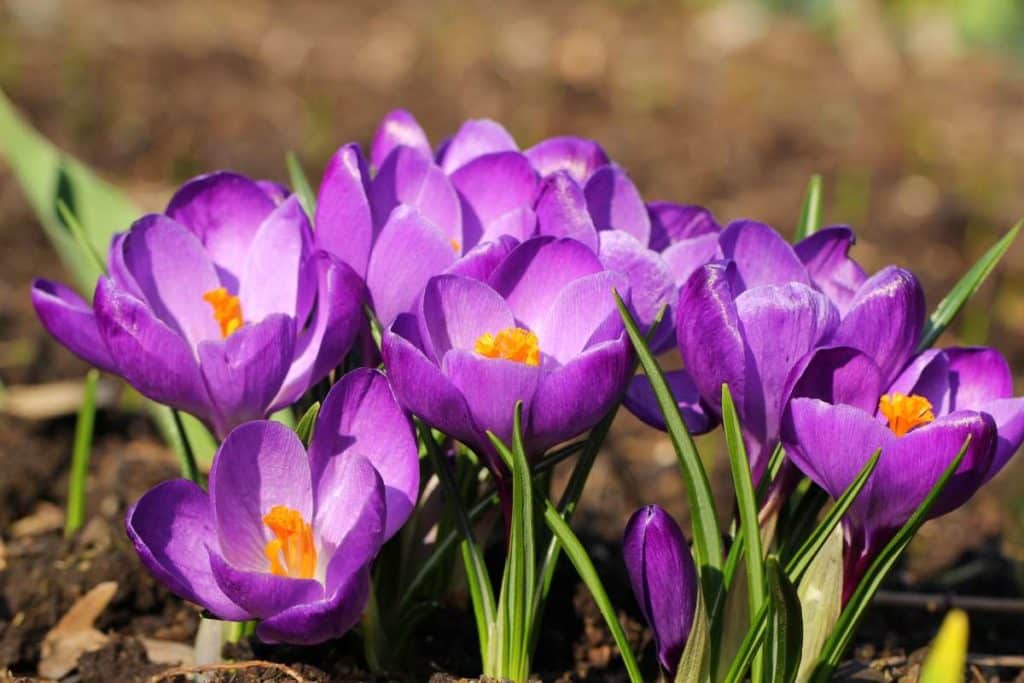 crocus 1.jpg