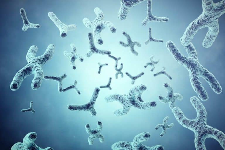 cromosomi dna.jpg