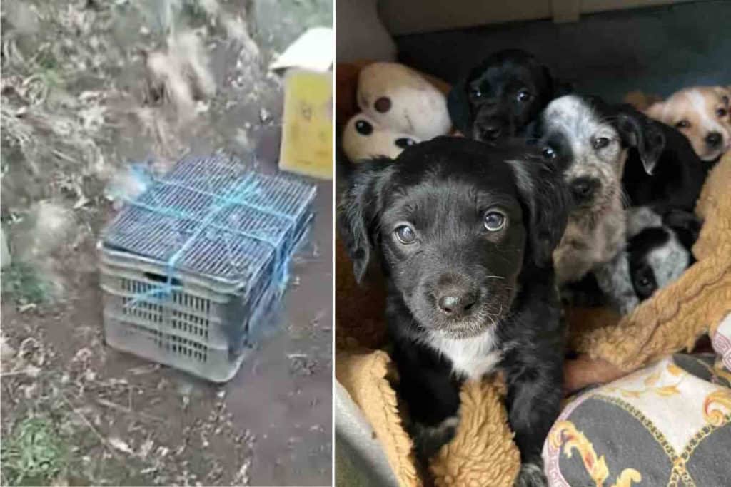 cuccioli costiera.jpg