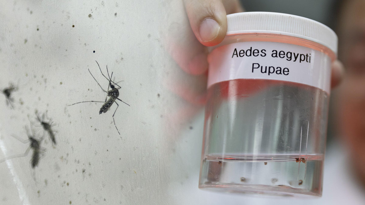 Allerta dengue in Italia, come si “cura” e si previene la febbre che viene trasmessa dalle zanzare 1 dengue.jpg