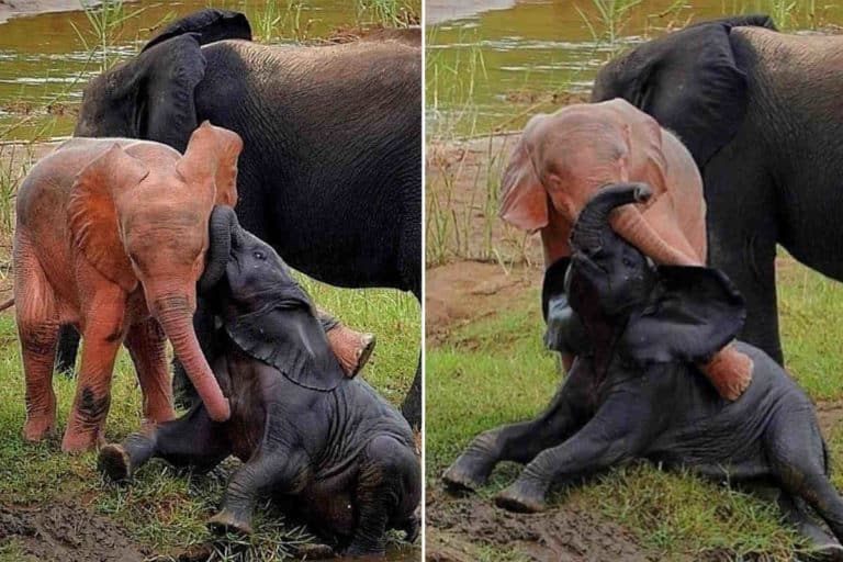 elefante rosa.jpg