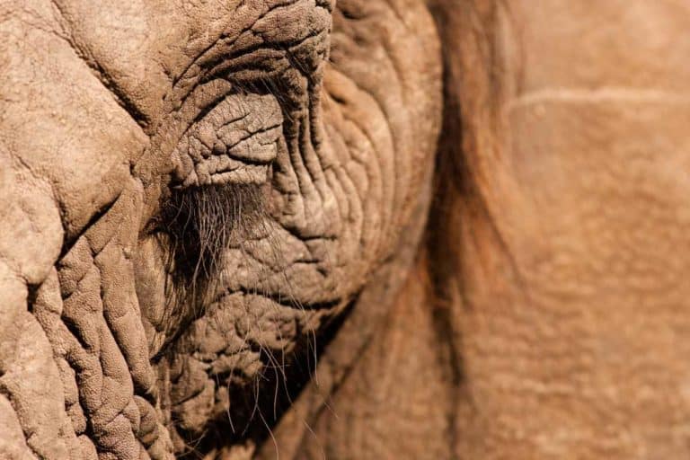 elefante africano.jpg