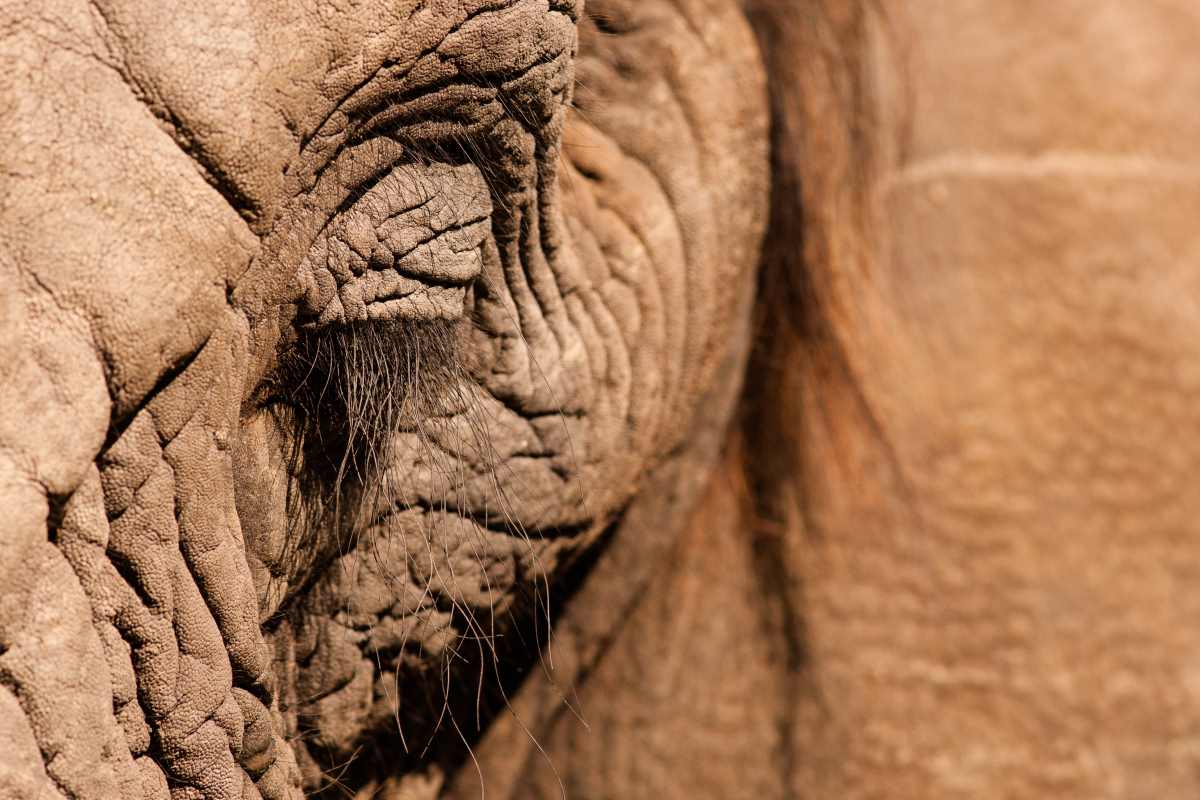 elefante africano.jpg