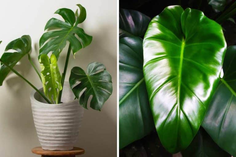filodendro monstera.jpg