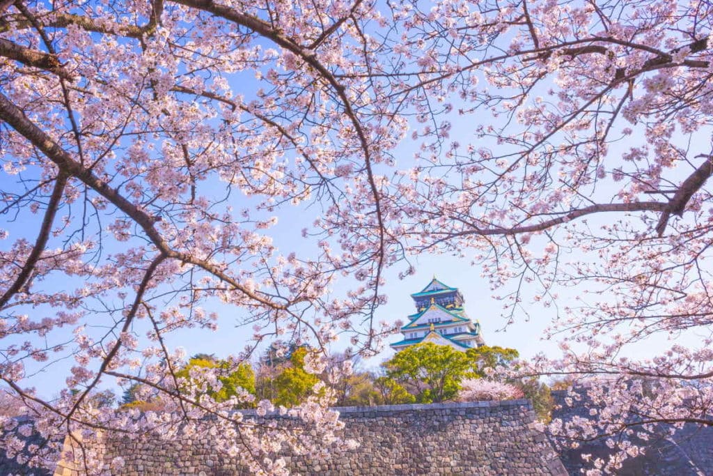 fioritura sakura.jpg
