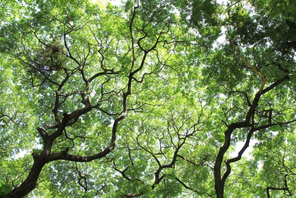 foresta.jpg