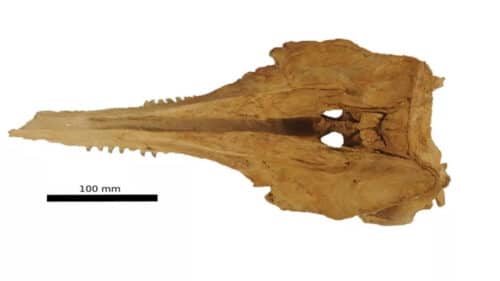 fossil skull 1 500x281.jpg