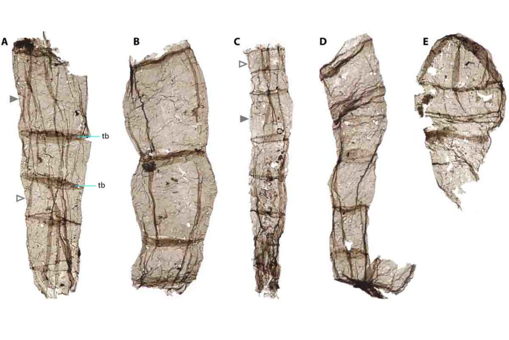 fossili di 163 miliardi di anni.jpg