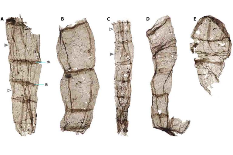 fossili di 163 miliardi di anni.jpg