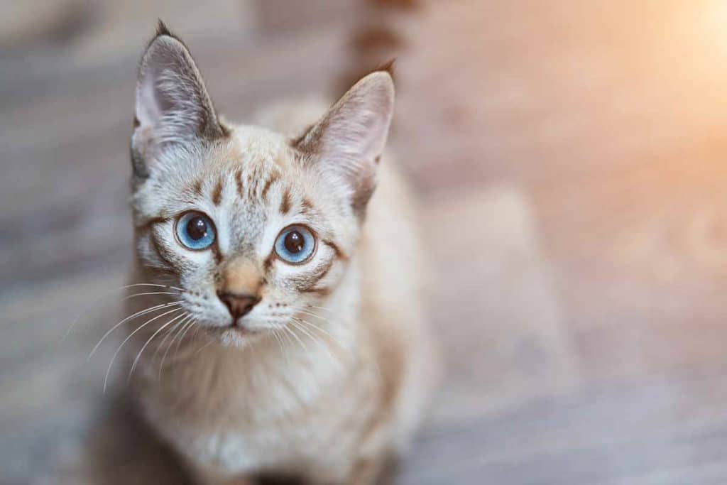 gatto 2.jpg