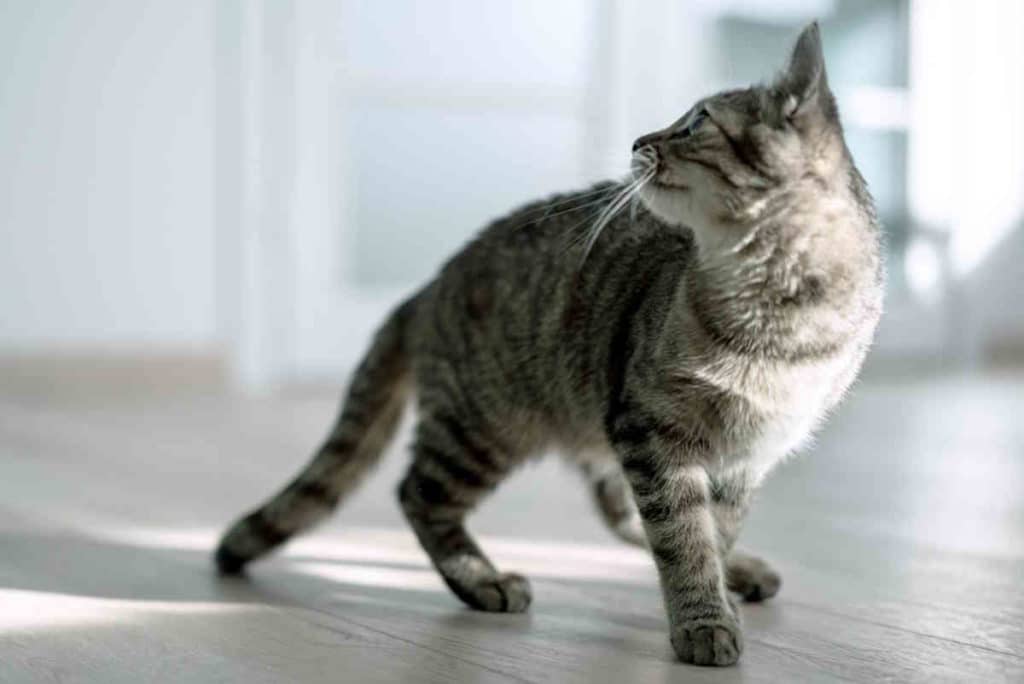 gatto 3.jpg