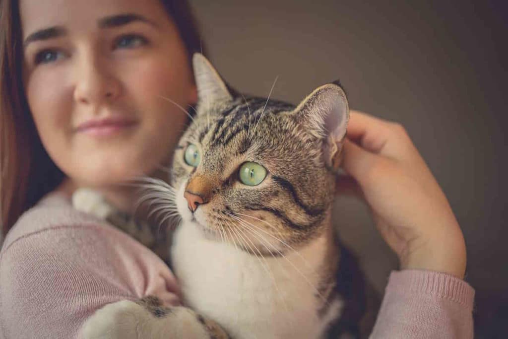 gatto affetto.jpg