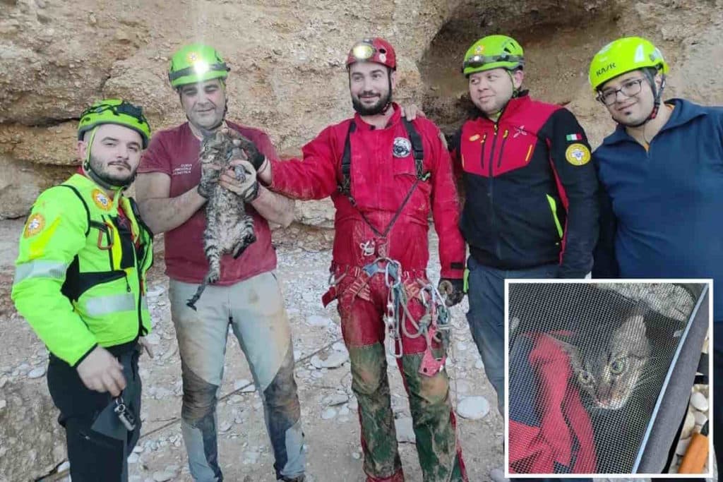 gatto grotta.jpg
