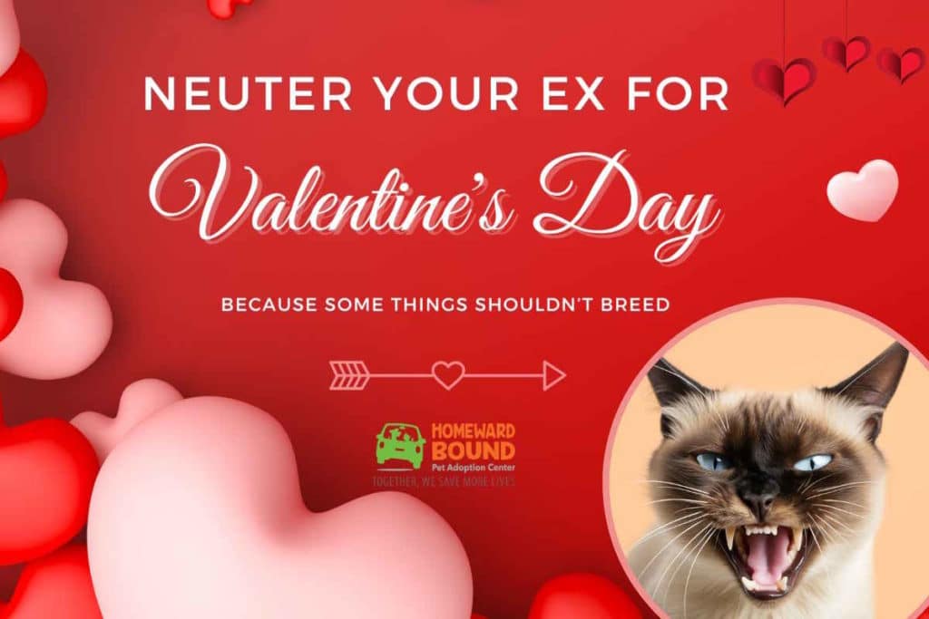 gatto san valentino.jpg