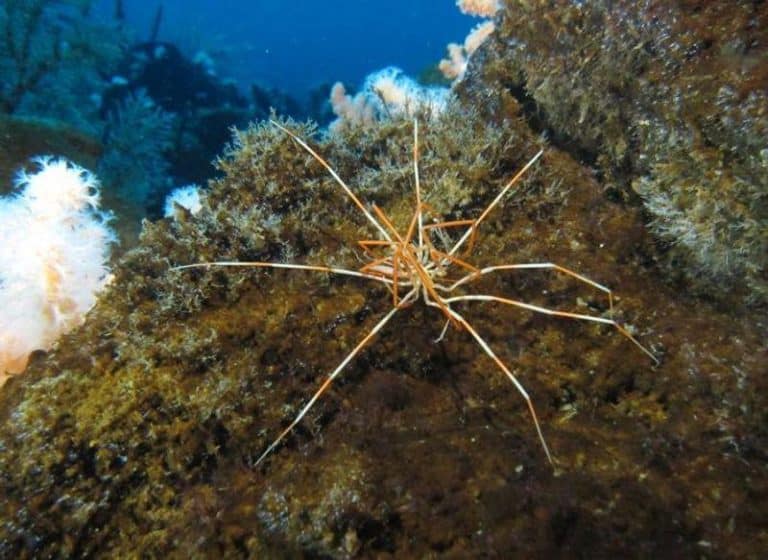 giant antarctic sea spider m.jpg