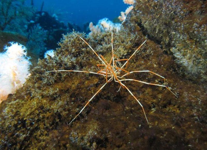 giant antarctic sea spider m.jpg