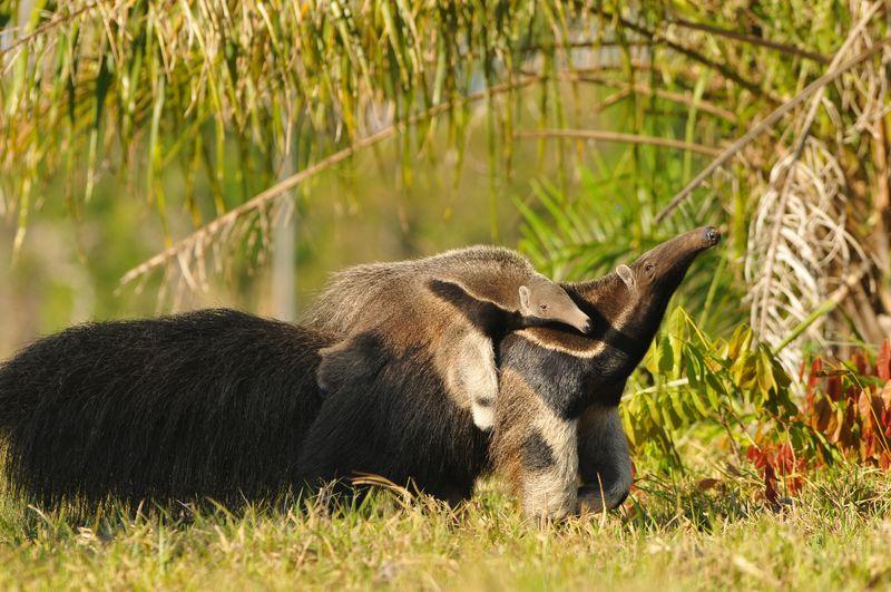 giant anteater and pup m.jpg