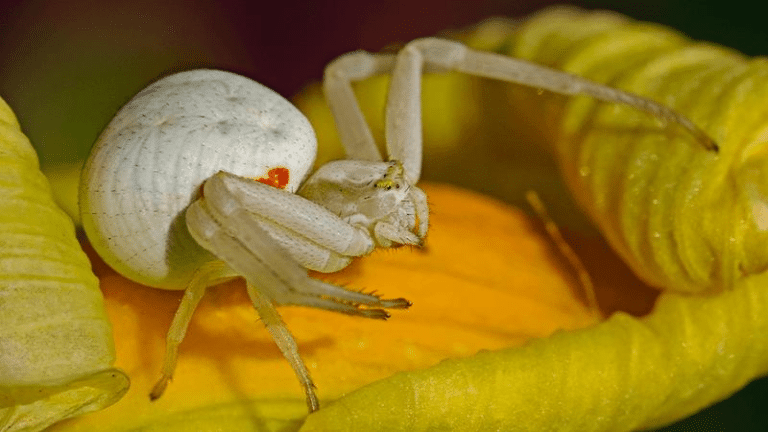 goldenrod crab spider m.png