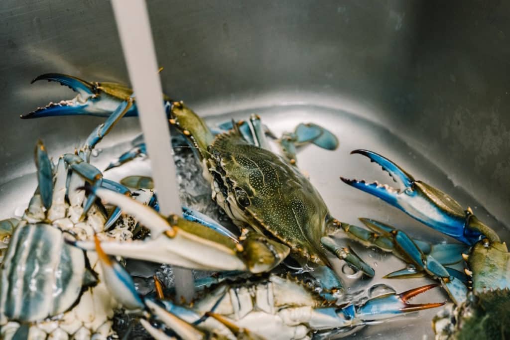 granchio blu stop vongole.jpg