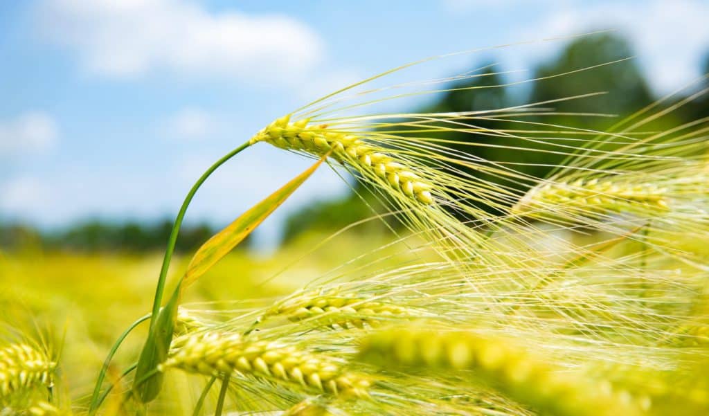 grano.jpg