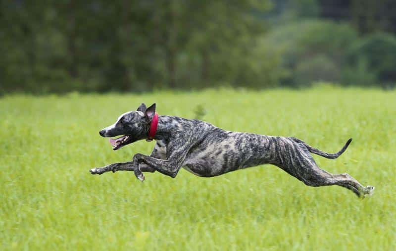 greyhound m.jpg