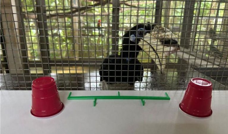 hornbill experiment m.jpg