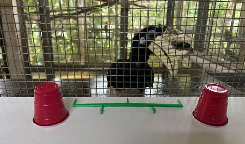 hornbill experiment m.jpg