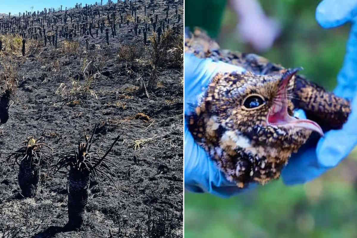 incendi.jpg