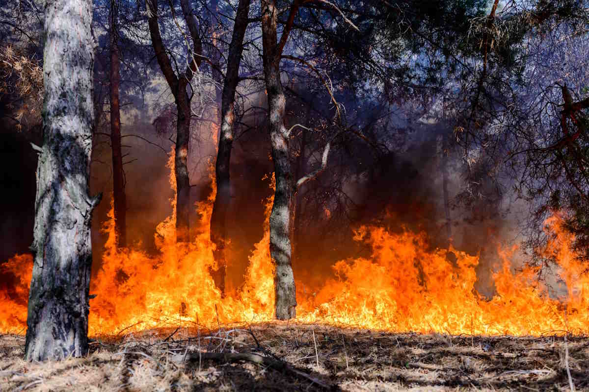 incendio 1.jpg